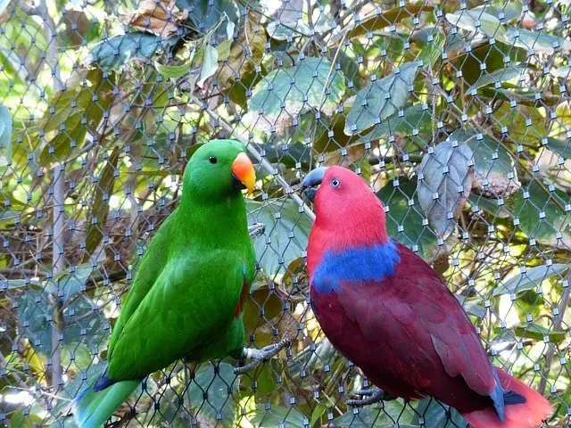 Male and female Eclectus Parrots