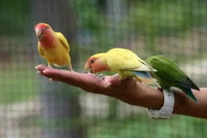 Friendly lovebirds eating seeds off of a person's hand