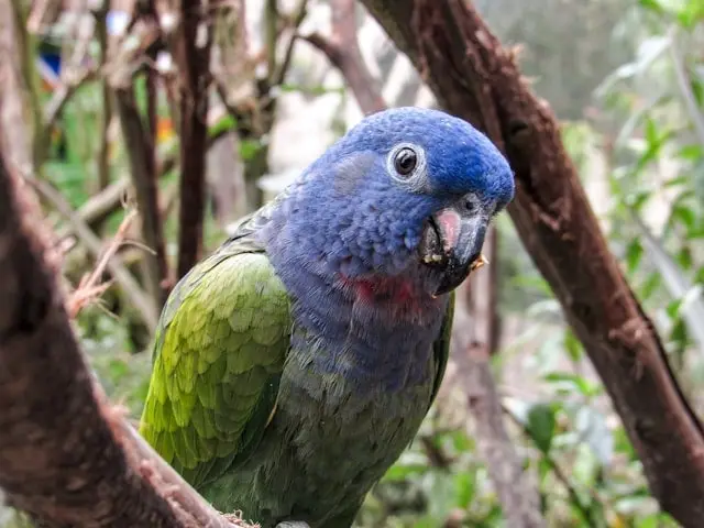 Blue-Headed Pionus Parrot