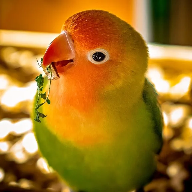 Rosy-faced lovebird