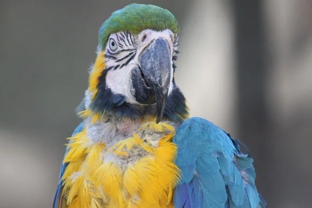 Macaw with missing patch of feathers around the neck