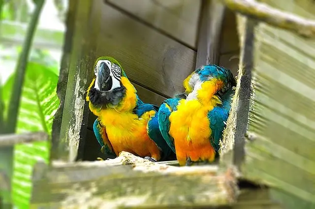 Parrot with noticeable shedding of feathers at the back of the neck