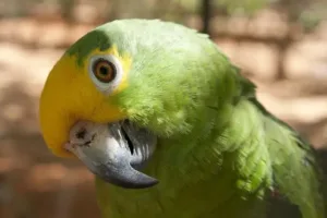 Yellow-headed amazon - one of the best singing pet birds