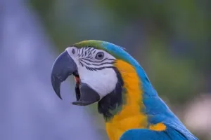 Why is my parrot yawning