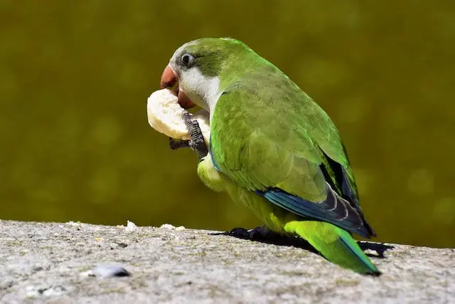 Quaker parrot eating a banana