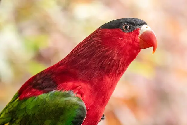 Chattering Lory