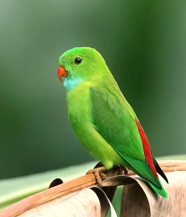 Spectacled Parrotlet