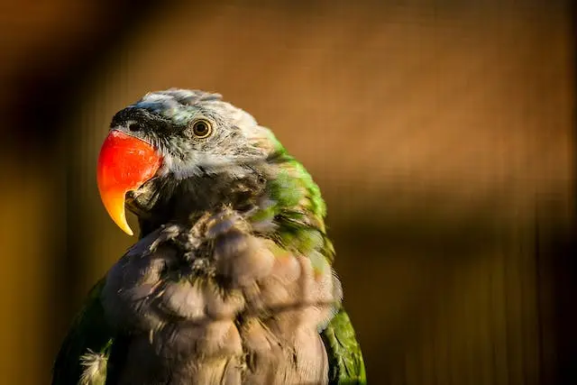 Mustache Parakeet