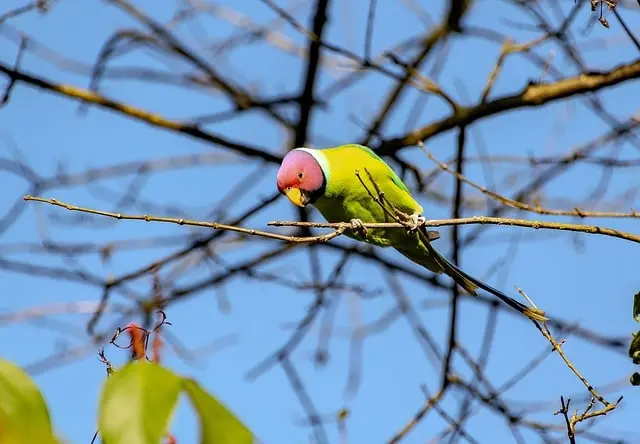 Plum-headed parakeet