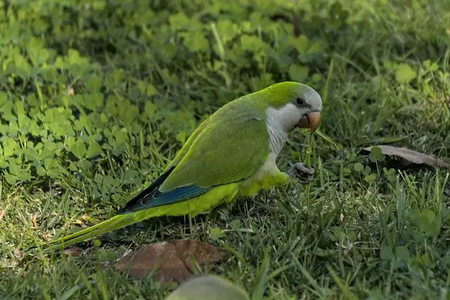 Quaker Parrot walking on grass