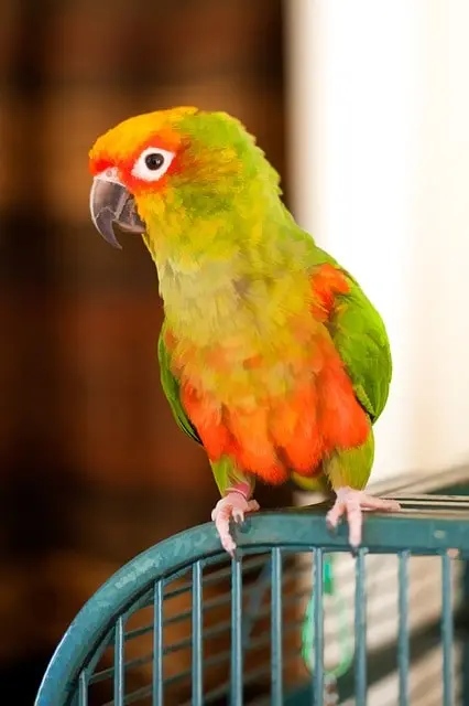 Sun conure standing on its cage