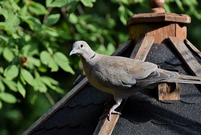Ring-necked dove