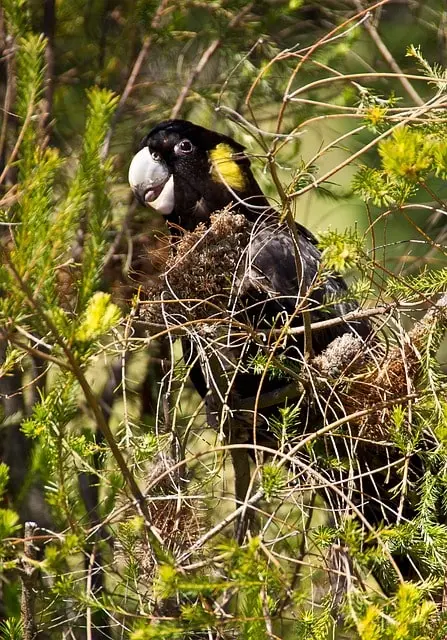 Yellow-Tailed Black Cockatoo 