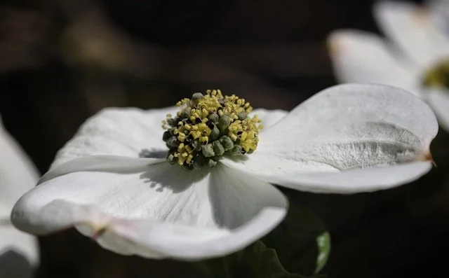 Dogwood plant