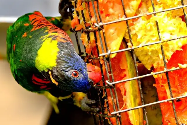 Parrot chewing on cage bars
