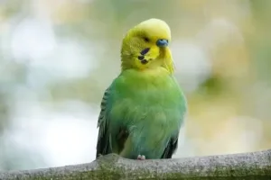 How Many Words Can A Parrot Learn