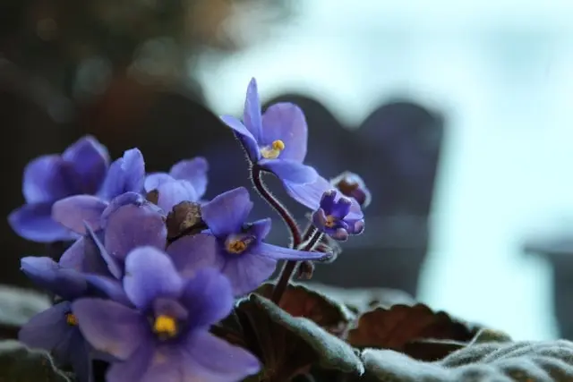 African Violet 