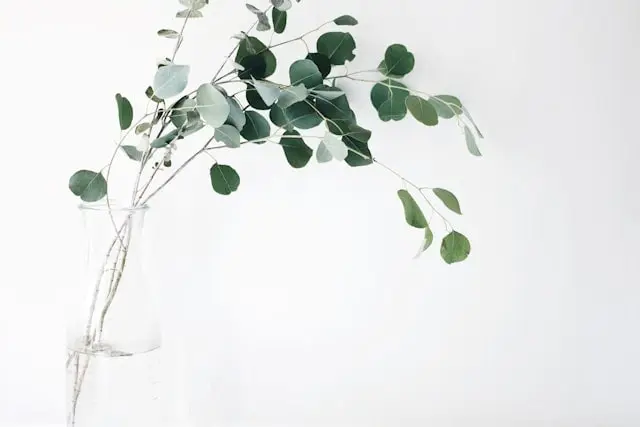 Eucalyptus