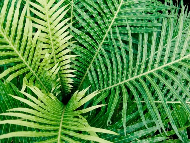 Boston fern plant