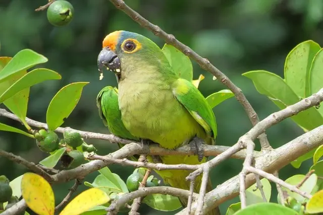 Caatinga parakeet