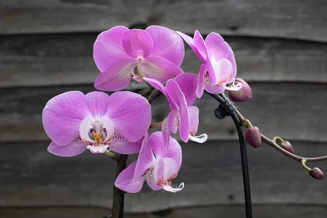 Orchids