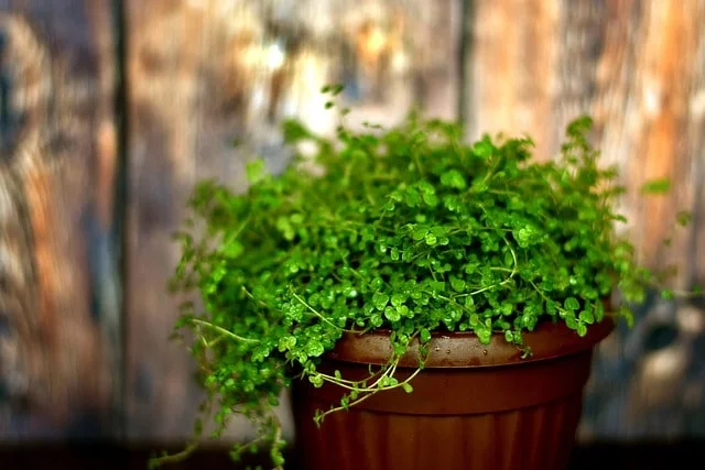 Baby’s tears plant